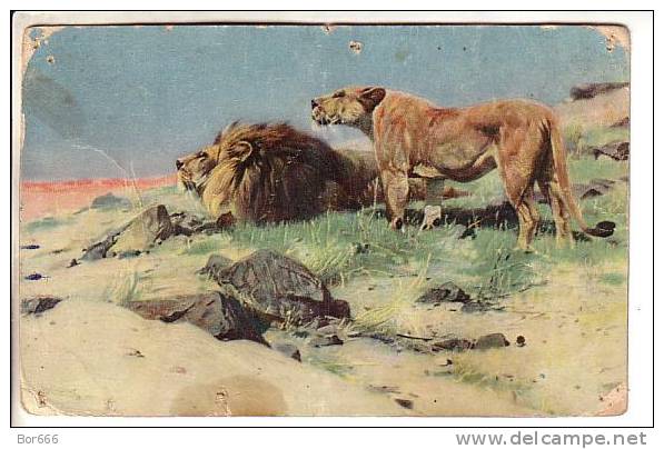 GOOD OLD POSTCARD - Kuhnert - Lions Watching For Prey - Lions