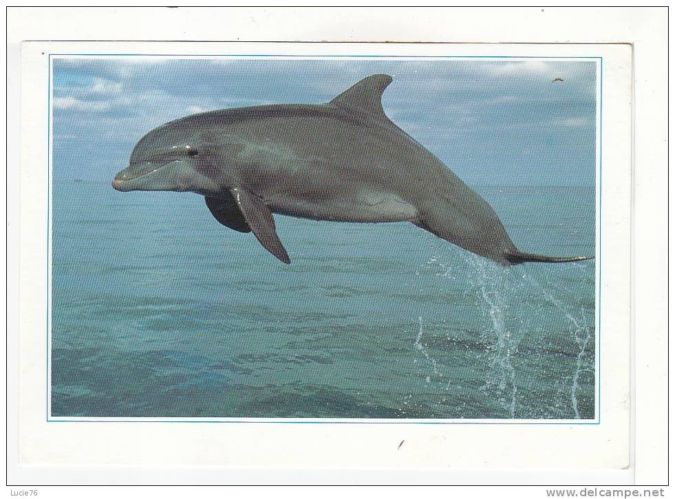 Nos Amis  LES DAUPHINS  - - Delfines