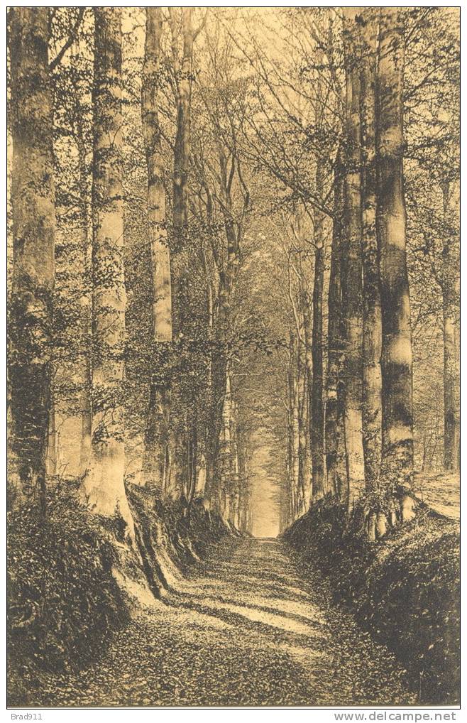 Forêt De Soignes - Dreve Du Comte - Boitsfort - Bosvoorde  (1913) - Parks, Gärten