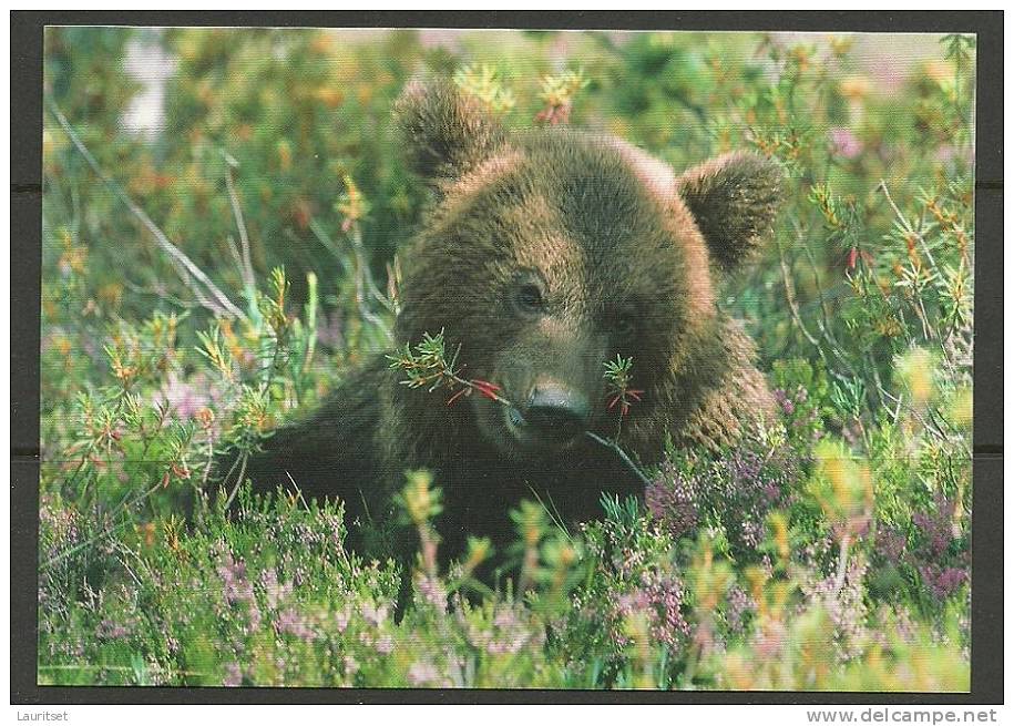 ESTLAND Estonia Postkarte Bär Brown Baer Sauber/ungelaufen - Bears