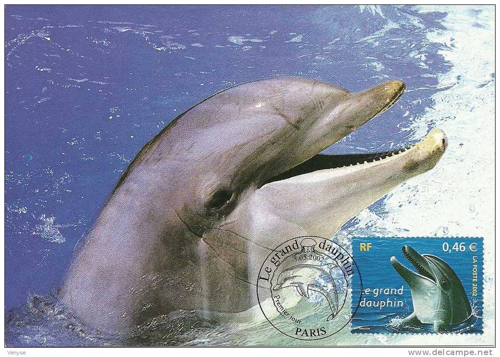 Carte Maximum Le Grand Dauphin  2002 - Dolphins