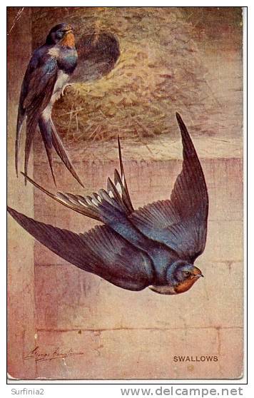 SALMON CARD - SWALLOWS  By GEORGE RANKIN - Pájaros