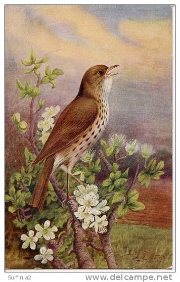 SALMON CARD - MISTLE THRUSH By GEORGE RANKIN - Birds