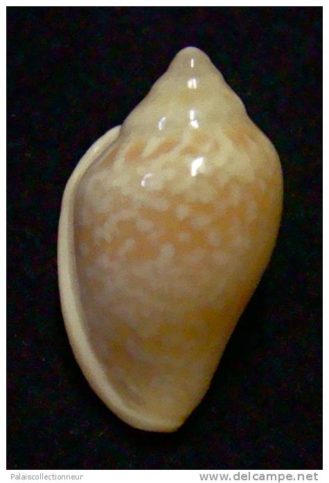 N°2730 //  MARGINELLA  GLABELLA " VARIETE "  " SENEGAL " //  GEM  : 25,5mm //   PEU COURANTE . - Seashells & Snail-shells