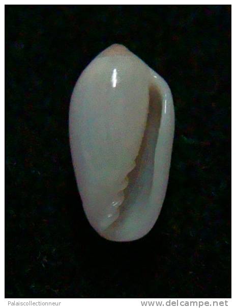 N°2739 //  MARGINELLA ( Gibberula ) AGAPETA ?  " AUSTRALIE " //  GEM  : 8,2mm //   RARE . - Coquillages