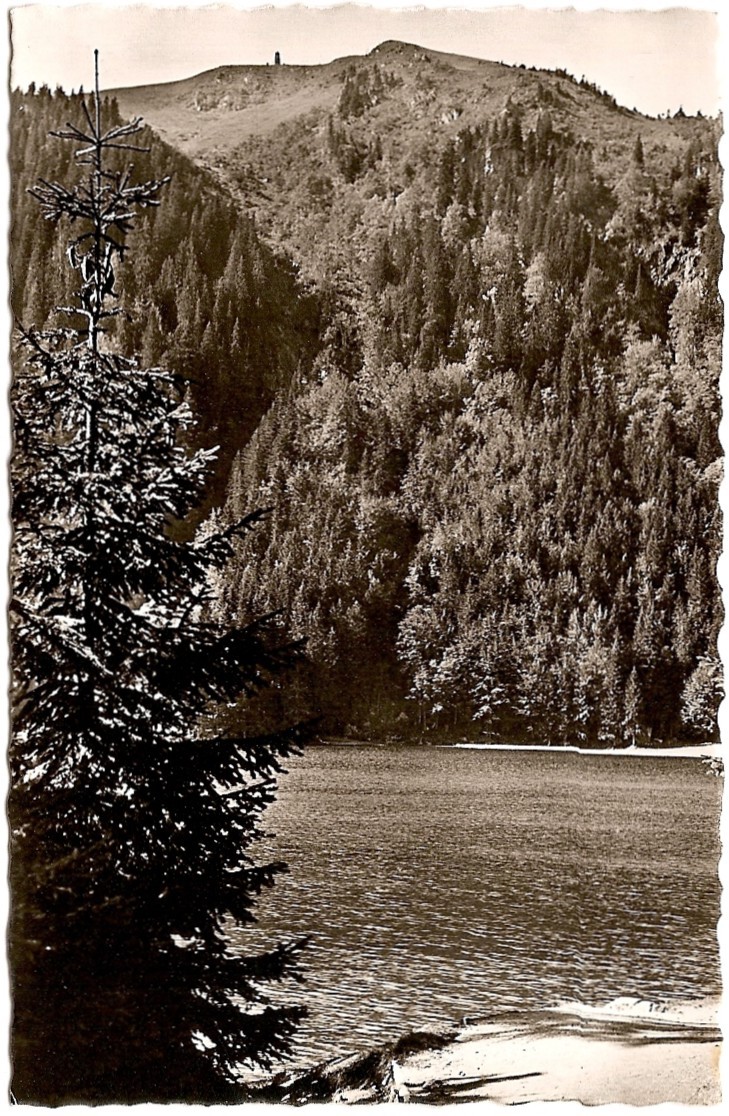 D - BW - Feldsee Und Seebuck (1500 M) - Echt Photo Velten-Verlag N° 295 (ungelaufen) - [Feldberg] - Feldberg