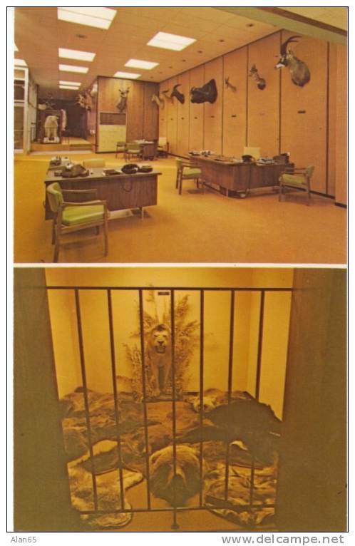 Bowman North Dakota ND, First National Bank Interior Game Room Stuffed Animals Taxidermy On C1960 Vintage Postcard - Other & Unclassified