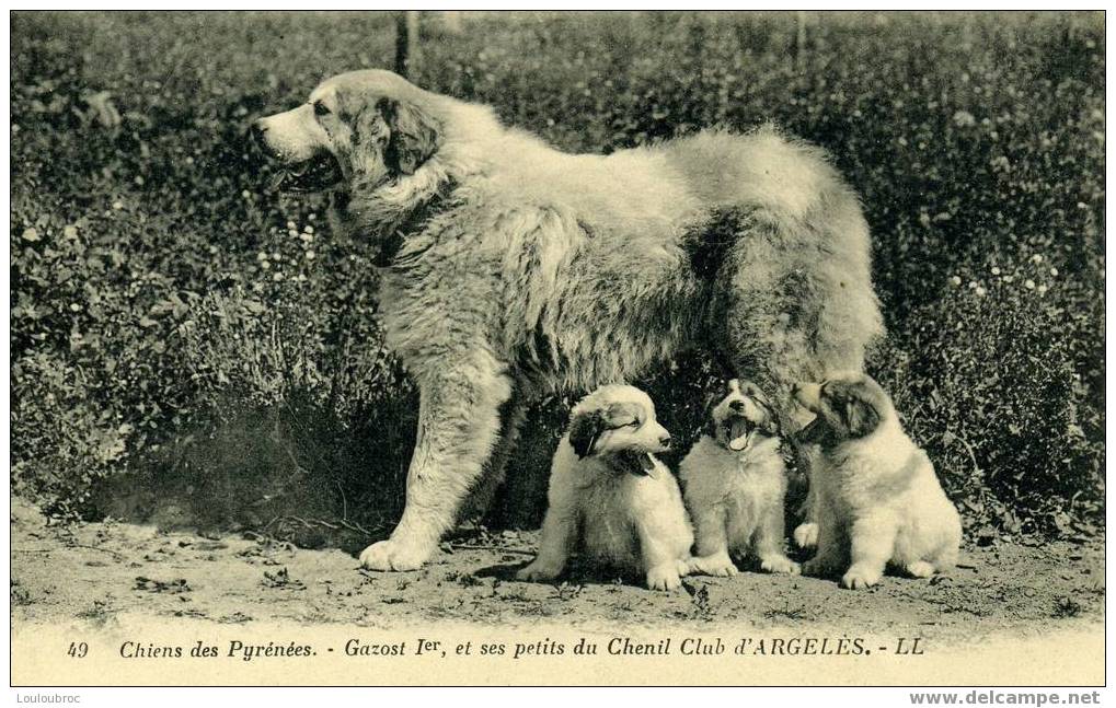 GAZOST 1er ET SES PETITS DU CLUB D´ARGELES   CHIENS DES PYRENEES - Dogs