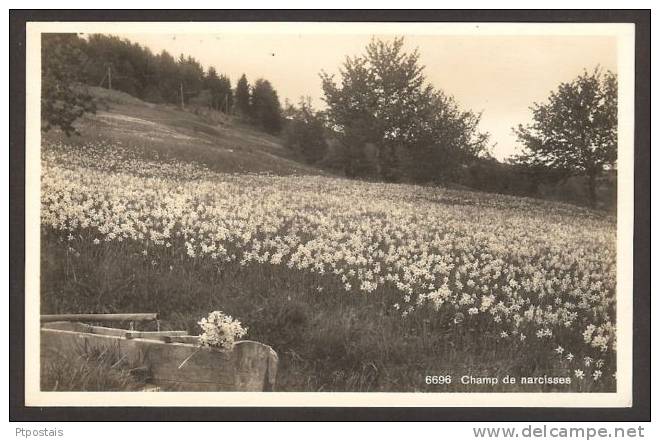 (Switzerland) - Champ De Narcises - Cham