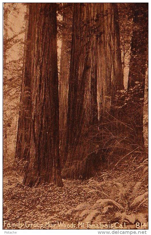 Californie California - Woods Bois - Mt. Tamalpais Cal. - By E. H. Mitchell # 814 - Neuve - Unused - Other & Unclassified