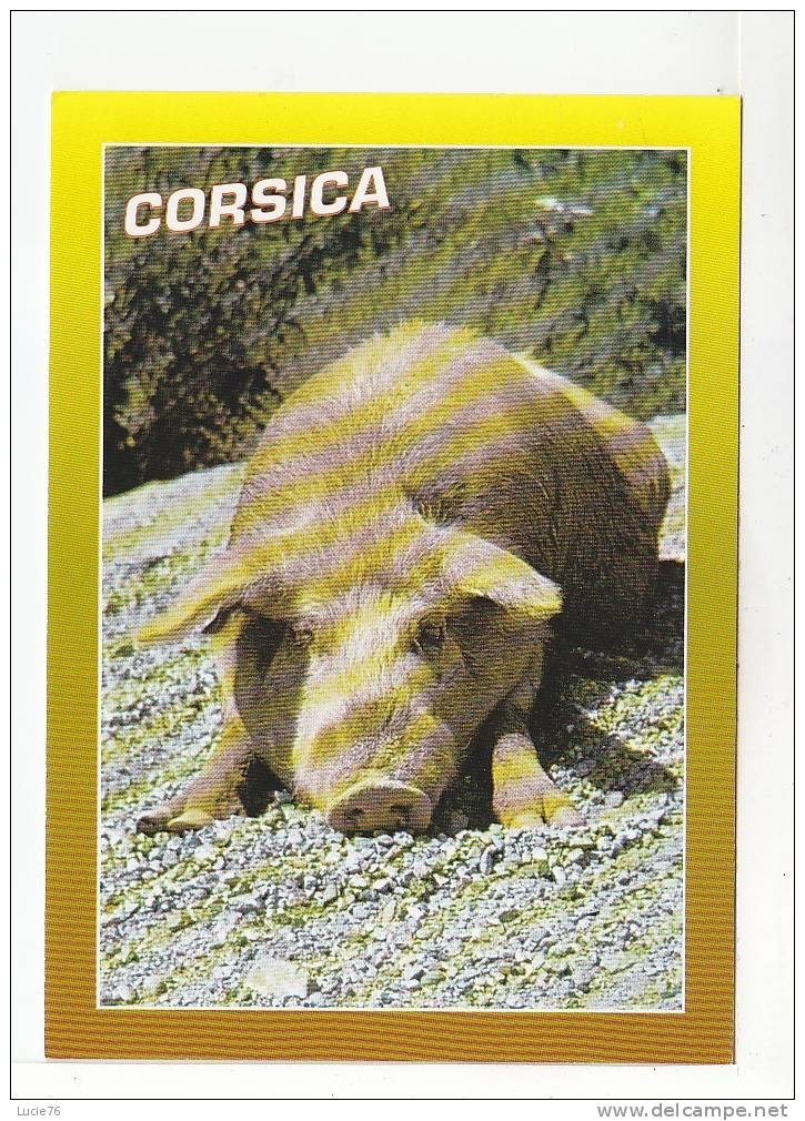 COCHON -  CORSICA  - Les Porcs Demi - Sauvages Errent Dans La Montagne, Leur Chair Produit Une Charcuterie Savoureuse... - Pigs