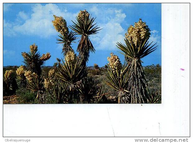 ARIZONA MOJAVE YUCCA OR SPANISH BAYONET - Autres & Non Classés