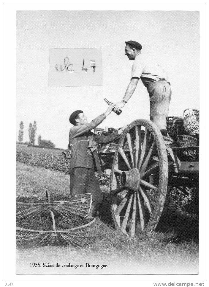 - 1955. SCENE DE VENDANGE EN BOURGOGNE. - Tbé - Scan Verso - - Bourgogne