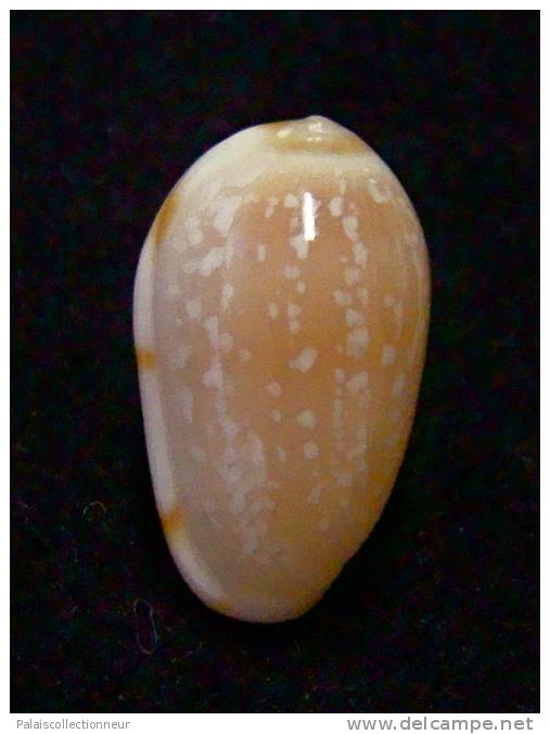 N°2748 //  MARGINELLA ( Leptegouana )  GUTTATA  " NICARAGUA " //  GEM  : 16mm //   ASSEZ RARE . - Seashells & Snail-shells