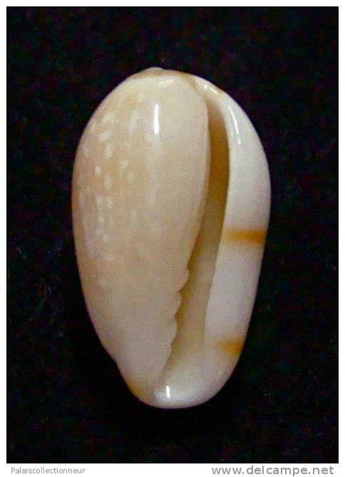 N°2748 //  MARGINELLA ( Leptegouana )  GUTTATA  " NICARAGUA " //  GEM  : 16mm //   ASSEZ RARE . - Seashells & Snail-shells