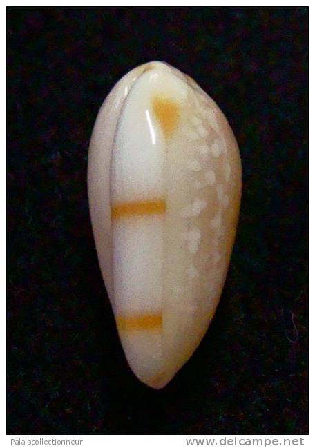 N°2748 //  MARGINELLA ( Leptegouana )  GUTTATA  " NICARAGUA " //  GEM  : 16mm //   ASSEZ RARE . - Conchas Y Caracoles