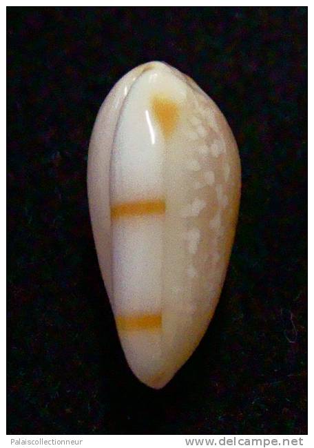 N°2748 //  MARGINELLA ( Leptegouana )  GUTTATA  " NICARAGUA " //  GEM  : 16mm //   ASSEZ RARE . - Coquillages