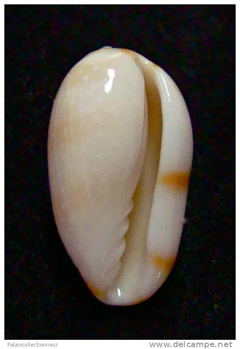 N°2749 //  MARGINELLA ( Leptegouana )  GUTTATA  " NICARAGUA " //  GEM  : 17,7mm //   ASSEZ RARE . - Seashells & Snail-shells