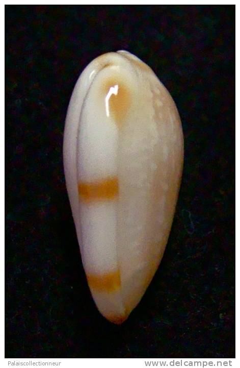 N°2749 //  MARGINELLA ( Leptegouana )  GUTTATA  " NICARAGUA " //  GEM  : 17,7mm //   ASSEZ RARE . - Coquillages