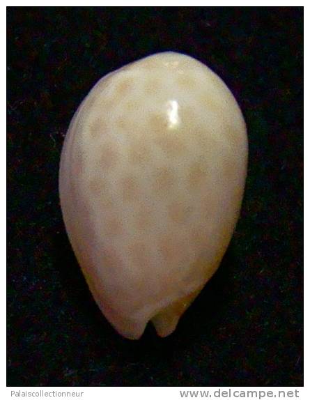 N°2751 //  MARGINELLA ( Persicula )  ACCOLA  " PANAMA " //  GEM  : 13,1mm //   PEU COURANTE . - Muscheln & Schnecken