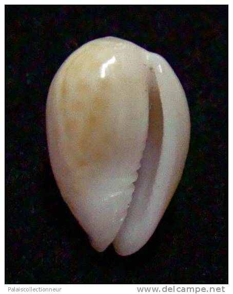 N°2751 //  MARGINELLA ( Persicula )  ACCOLA  " PANAMA " //  GEM  : 13,1mm //   PEU COURANTE . - Seashells & Snail-shells