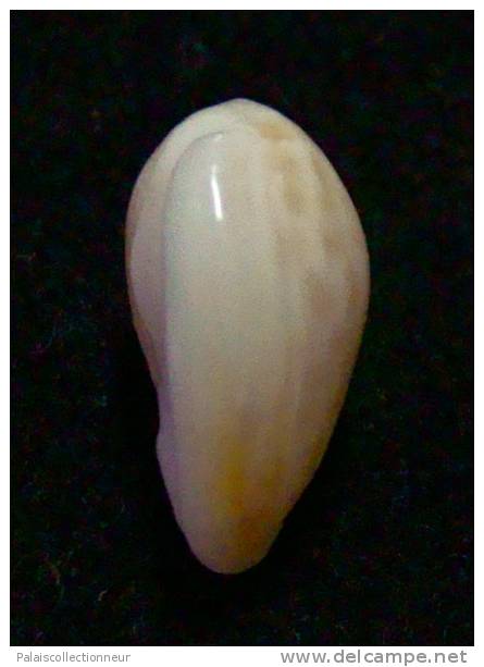 N°2751 //  MARGINELLA ( Persicula )  ACCOLA  " PANAMA " //  GEM  : 13,1mm //   PEU COURANTE . - Coquillages