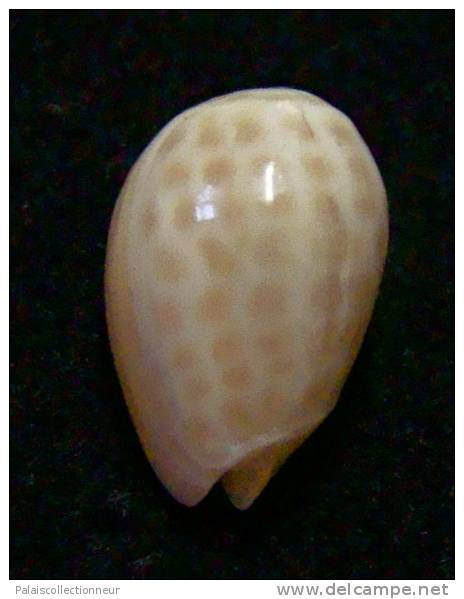 N°2752 //  MARGINELLA ( Persicula )  ACCOLA  " PANAMA " //  F+++  : 13,3mm //   PEU COURANTE . - Coquillages