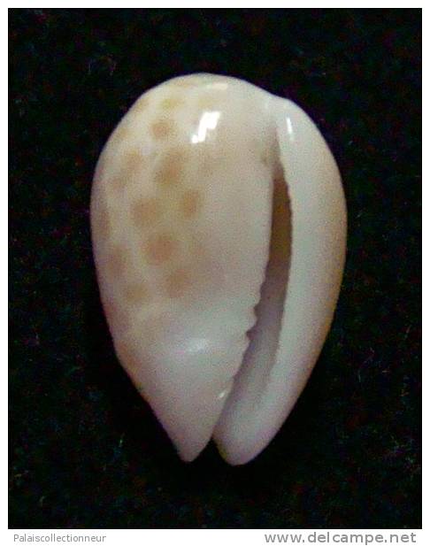 N°2752 //  MARGINELLA ( Persicula )  ACCOLA  " PANAMA " //  F+++  : 13,3mm //   PEU COURANTE . - Seashells & Snail-shells