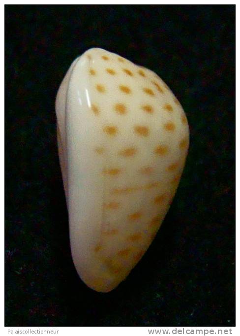 N°2755 //  MARGINELLA ( Persicula )  CINGULATA  " CAPE VERDE " //  GEM  : 14,7mm //   PEU COURANTE . - Seashells & Snail-shells