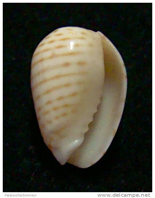 N°2756 //  MARGINELLA ( Persicula )  CINGULATA  " CAPE VERDE " //  F++  : 15,7mm //   PEU COURANTE . - Seashells & Snail-shells