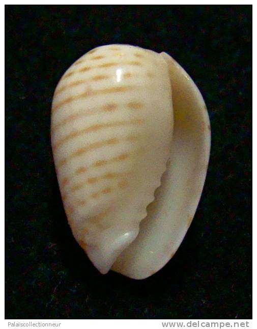 N°2756 //  MARGINELLA ( Persicula )  CINGULATA  " CAPE VERDE " //  F++  : 15,7mm //   PEU COURANTE . - Coquillages