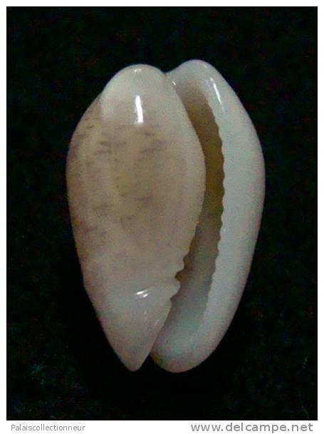 N°2758 //  MARGINELLA ( Persicula )  INTERRUPTOLINEATA  " VENEZUELA " //  GEM  : 12mm //   ASSEZ RARE . - Coquillages