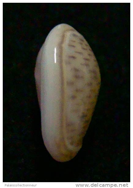 N°2758 //  MARGINELLA ( Persicula )  INTERRUPTOLINEATA  " VENEZUELA " //  GEM  : 12mm //   ASSEZ RARE . - Coquillages