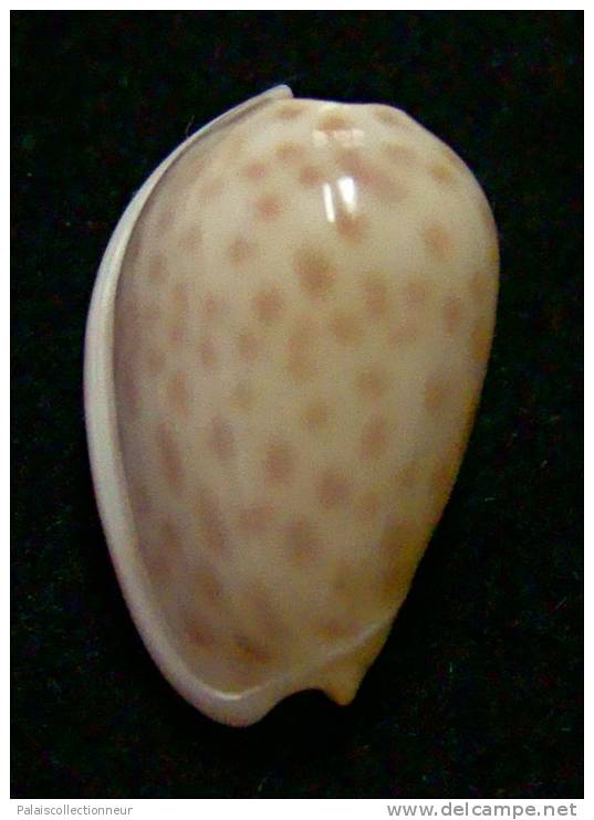 N°2761 //  MARGINELLA ( Persicula )  PERSICULA  " MAURITANIE " //  GEM  : GROSSE : 20,1mm //   ASSEZ COURANTE . - Schelpen