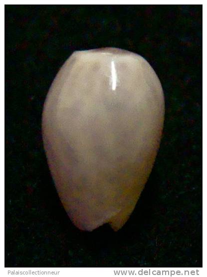 N°2765 //  MARGINELLA ( Persicula )  PORCELLANA  OBESA  " VENEZUELA " //  GEM  : 9,4mm //  PEU COURANTE . - Seashells & Snail-shells