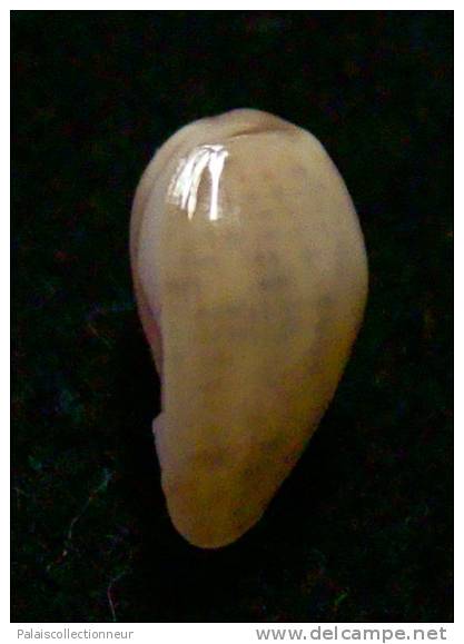 N°2766 //  MARGINELLA ( Persicula )  PORCELLANA  OBESA  " VENEZUELA " //  GEM  : 9,9mm //  PEU COURANTE . - Muscheln & Schnecken