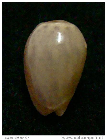 N°2767 //  MARGINELLA ( Persicula )  PORCELLANA  OBESA  " VENEZUELA " //  GEM  : 10,1mm //  ASSEZ RARE . - Seashells & Snail-shells