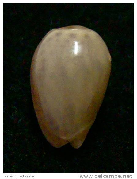 N°2767 //  MARGINELLA ( Persicula )  PORCELLANA  OBESA  " VENEZUELA " //  GEM  : 10,1mm //  ASSEZ RARE . - Muscheln & Schnecken