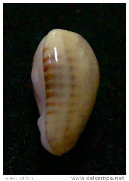 N°2767 //  MARGINELLA ( Persicula )  PORCELLANA  OBESA  " VENEZUELA " //  GEM  : 10,1mm //  ASSEZ RARE . - Coquillages