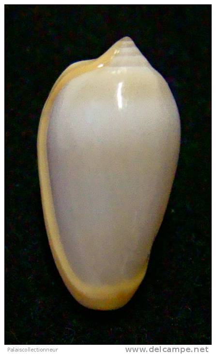 N°2768 //  MARGINELLA ( Prunum )  CINCTUM  " SENEGAL " //  GEM  : 16,9mm //  PEU COURANTE . - Seashells & Snail-shells