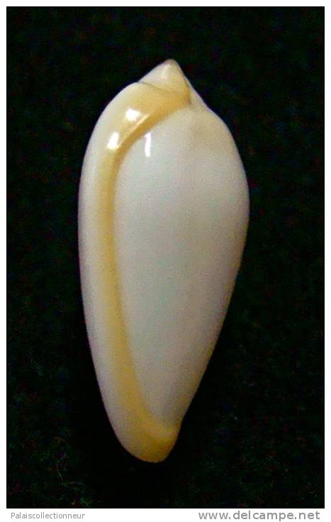 N°2768 //  MARGINELLA ( Prunum )  CINCTUM  " SENEGAL " //  GEM  : 16,9mm //  PEU COURANTE . - Seashells & Snail-shells