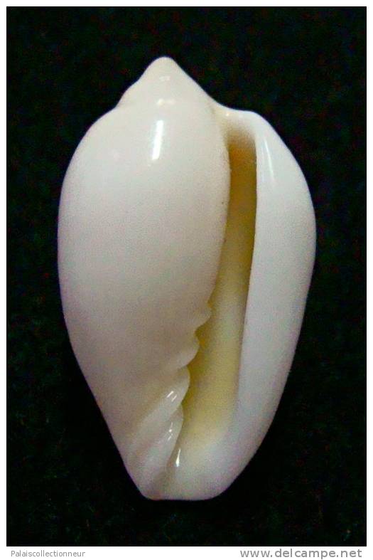 N°2770 //  MARGINELLA ( Prunum )  CINCTUM  " SENEGAL " //  F+  : 19,6mm //  PEU COURANTE . - Seashells & Snail-shells