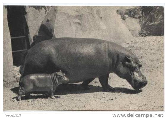 Animaux - Paris - Zoo Bois De Vincennes - Hippopotame Et Son Petit - Hippopotames
