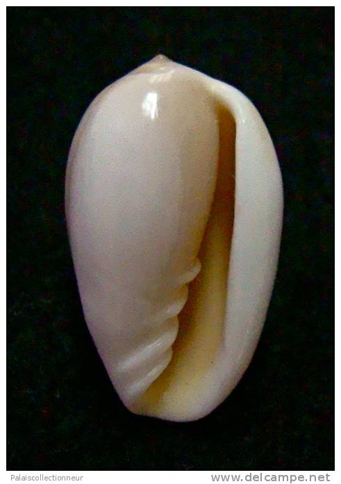 N°2771 //  MARGINELLA ( Prunum )  LEONARDHILLI  " PANAMA " //  GEM  : 16,8mm //   ASSEZ RARE . - Schelpen