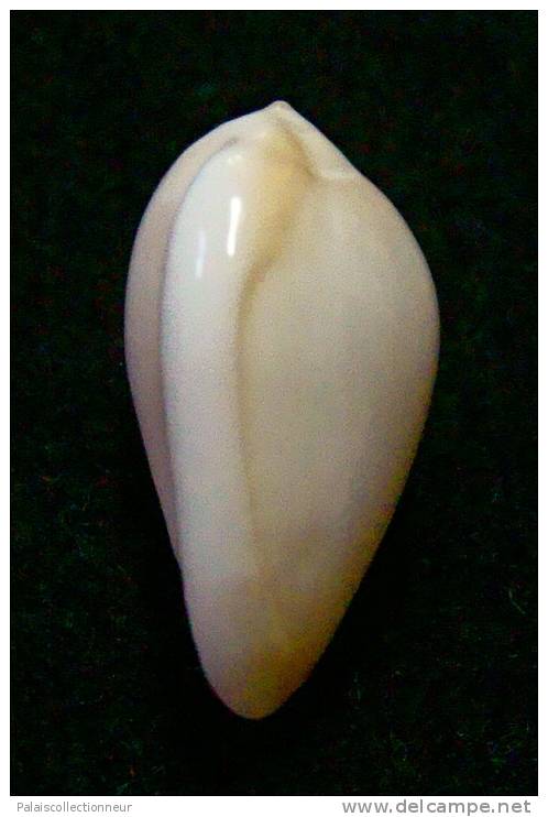 N°2772 //  MARGINELLA ( Prunum )  LEONARDHILLI  " PANAMA " //  GEM  : 18,6mm //   ASSEZ RARE . - Muscheln & Schnecken