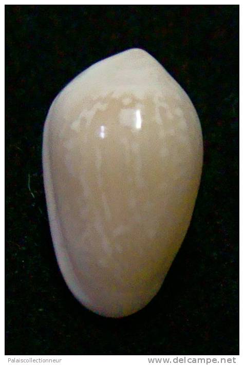 N°2773 //  MARGINELLA ( Prunum )  PRUINOSUM  " PANAMA " //  GEM  : 13,5mm //   ASSEZ RARE . - Schelpen