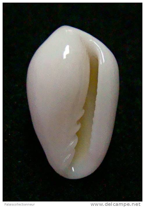 N°2773 //  MARGINELLA ( Prunum )  PRUINOSUM  " PANAMA " //  GEM  : 13,5mm //   ASSEZ RARE . - Seashells & Snail-shells