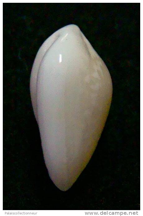 N°2773 //  MARGINELLA ( Prunum )  PRUINOSUM  " PANAMA " //  GEM  : 13,5mm //   ASSEZ RARE . - Seashells & Snail-shells