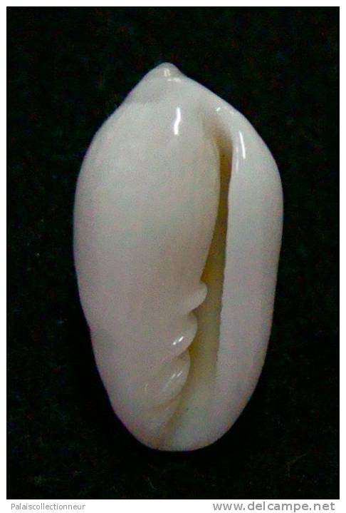 N°2774 //  MARGINELLA ( Prunum )  PRUINOSUM  " PANAMA " //  F++  : 13,7mm //   ASSEZ RARE . - Seashells & Snail-shells