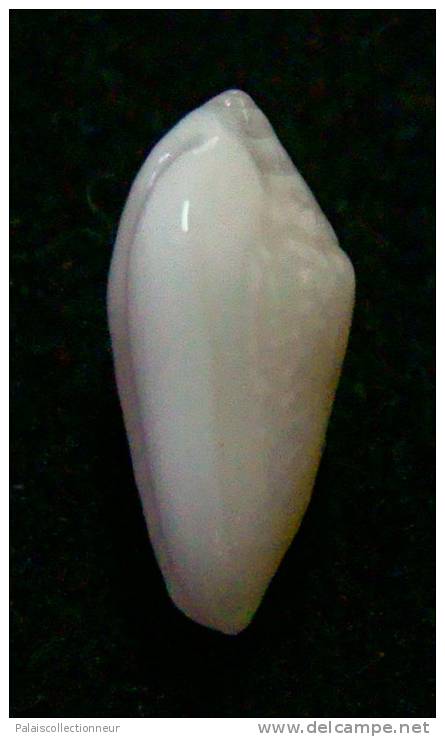 N°2774 //  MARGINELLA ( Prunum )  PRUINOSUM  " PANAMA " //  F++  : 13,7mm //   ASSEZ RARE . - Seashells & Snail-shells